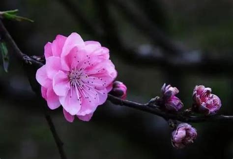 八字桃花查詢|【桃花查詢】桃花運免費查詢！桃花命、桃花年、八字婚姻一次搞。